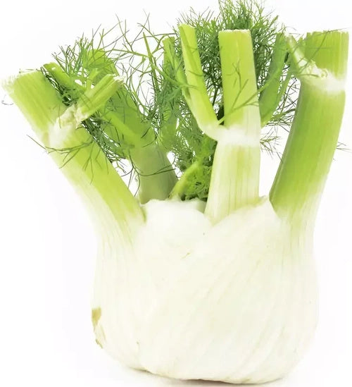 Koper włoski fenkuł ekologiczny (0,5 kg) (EKO)